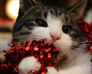  Мишура может вызвать непроходимость и перфорацию кишечника у животного

Ветеринар предостерегает: если животное проглотит осколок ёлочной игрушки — это приведёт к серьёзному кровотечению. Если питомец прокусит электрическую гирлянду — это чревато ожогами ротовой полости и нарушением работы сердца и дыхания.